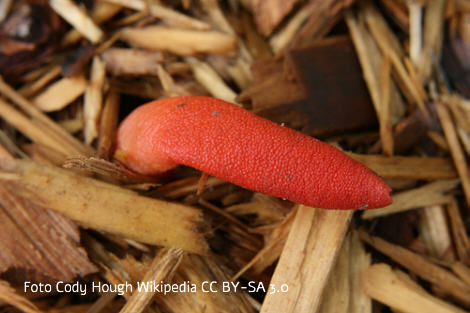 Foto vom Pilz