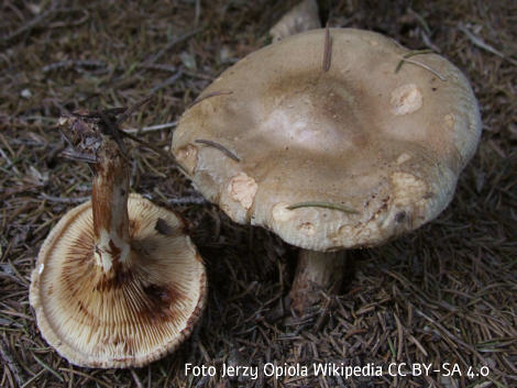 Foto vom Pilz