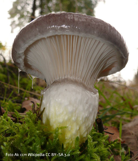 Foto vom Pilz