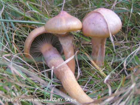 Foto vom Pilz