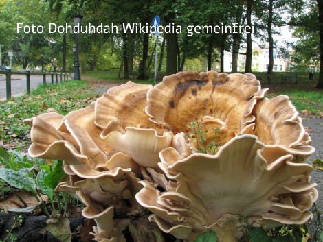 Foto vom Pilz