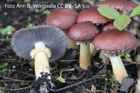 Foto vom Pilz