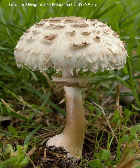 Foto vom Pilz