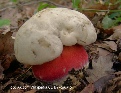 Foto vom Pilz