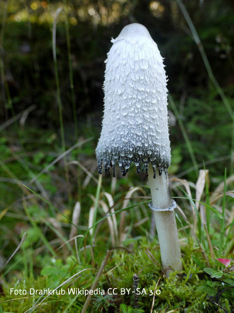 Foto vom Pilz