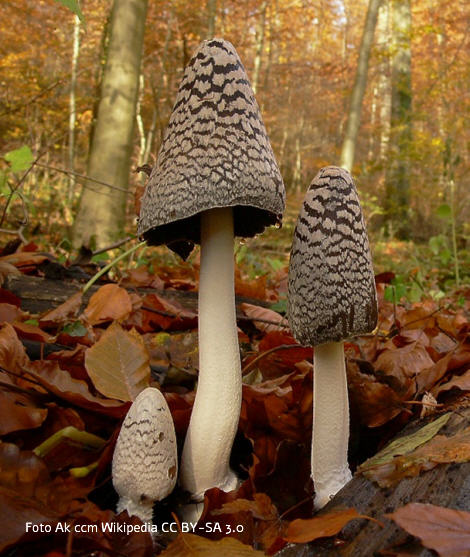 Foto vom Pilz