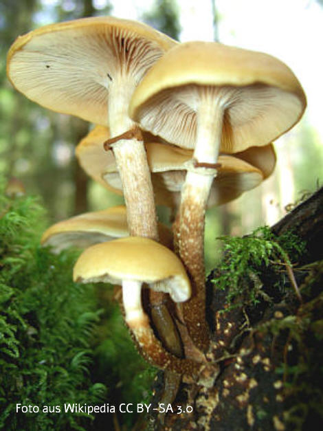 Foto vom Pilz