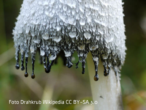 Foto vom Pilz