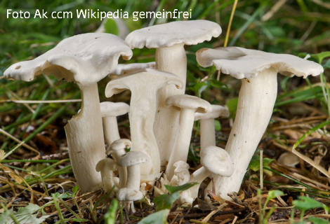 Foto vom Pilz